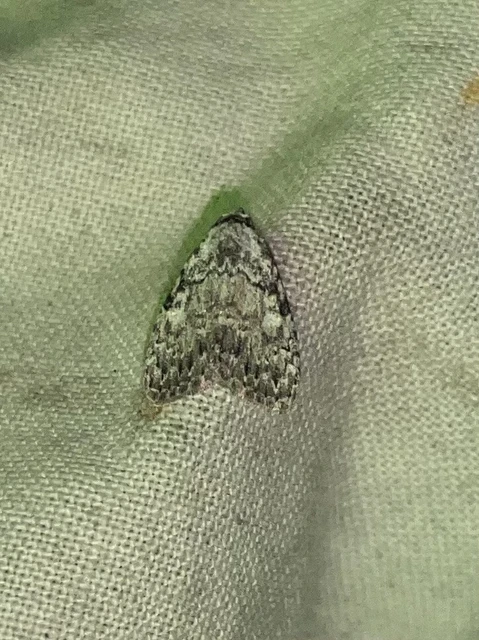 Meganola strigula - hamvas pamacsosszövő