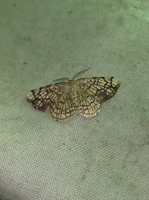 Stegania dilectaria - fehérnyár-araszoló