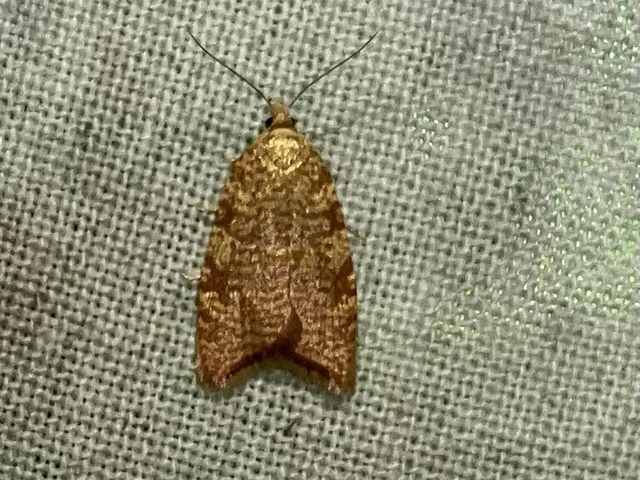 Aleimma loeflingiana - tölgylevél-sodrómoly Aleimma loeflingiana - tölgylevél-sodrómoly