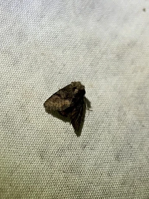 Oligia strigilis/latruncula/versicolor