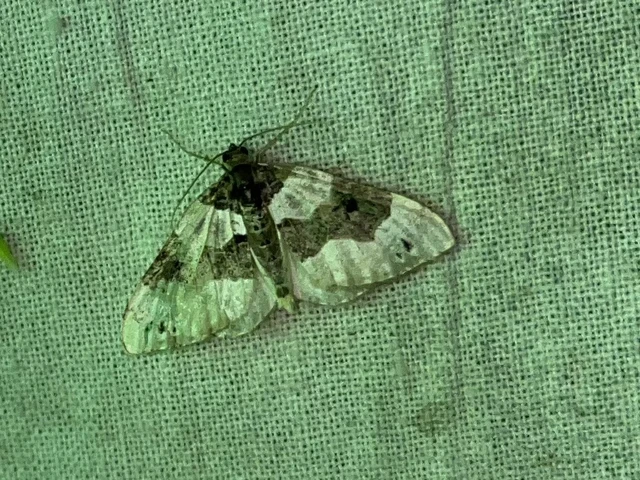 Cosmorhoe ocellata - szemes galajaraszoló
