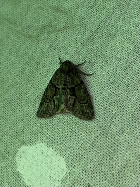 Cryphia fraudatricula - homoki zuzmóbagoly