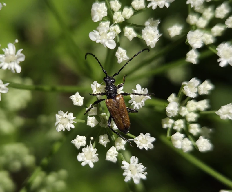 Stictoleptura maculicornis