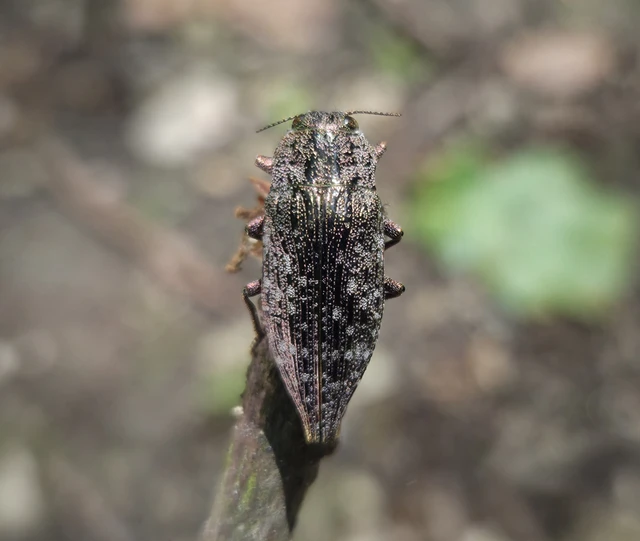Dicerca