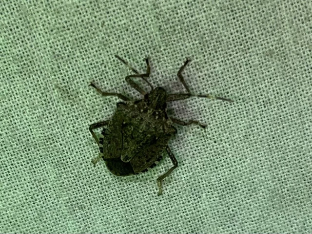 Halyomorpha halys - ázsiai márványospoloska