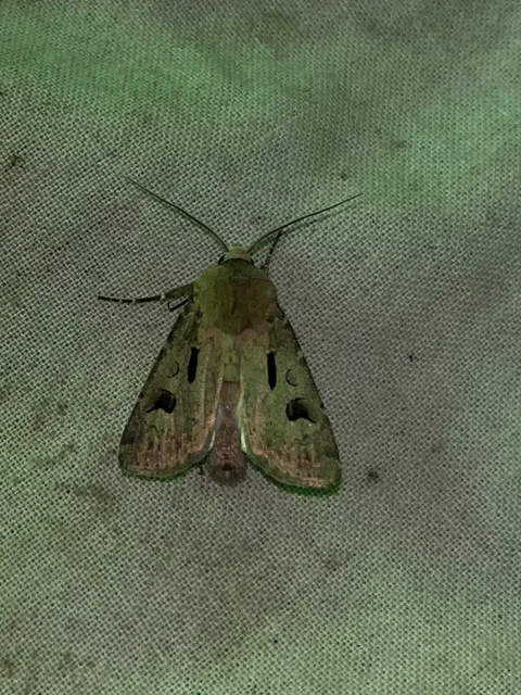 Agrotis exclamationis - felkiáltójeles földibagoly Agrotis exclamationis - felkiáltójeles földibagoly
