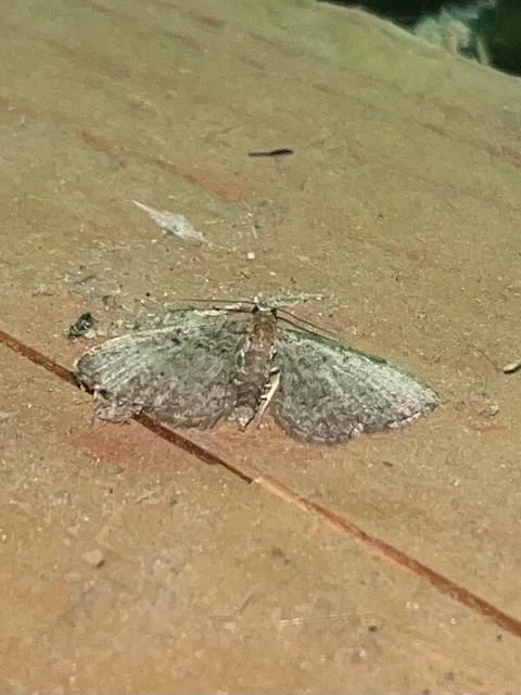 Pasiphila chloerata - hamvas törpearaszoló