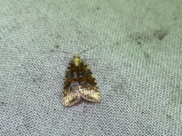 Aleimma loeflingiana - tölgylevél-sodrómoly Aleimma loeflingiana - tölgylevél-sodrómoly