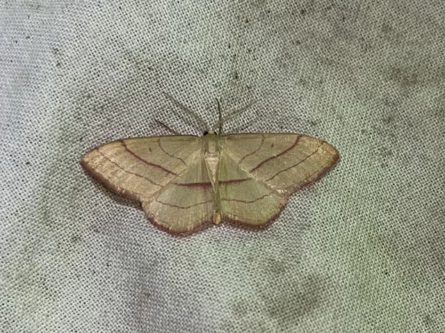 Rhodostrophia vibicaria - pirosszélű araszoló