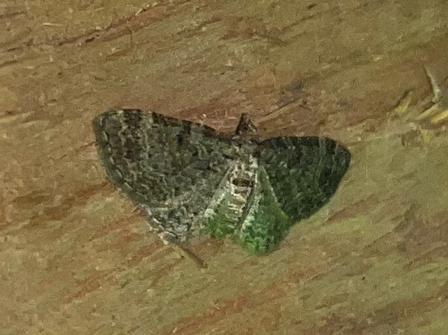 Pasiphila chloerata - hamvas törpearaszoló