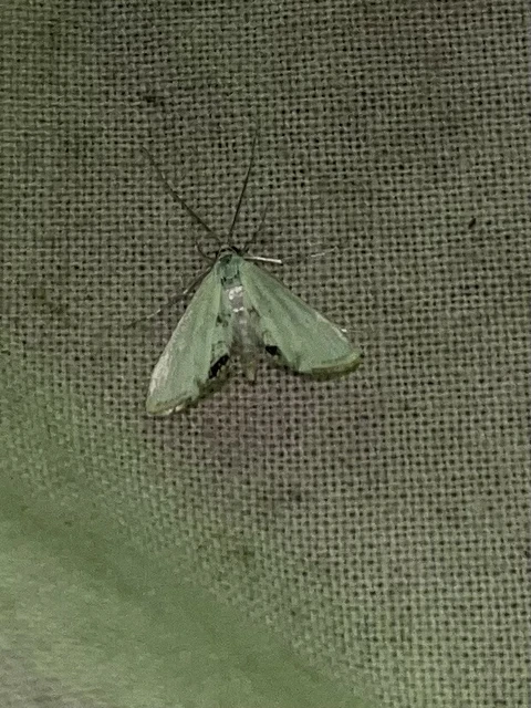 Cataclysta lemnata - békalencsemoly