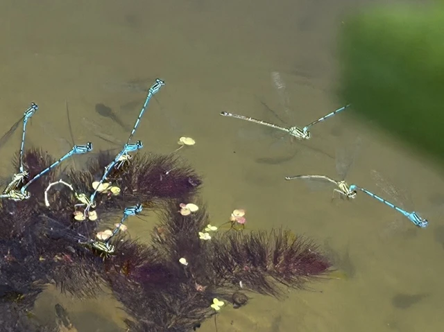 Coenagrion puella - azúrkék légivadász