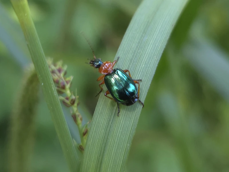 Lebia chlorocephala - díszes cserjefutó