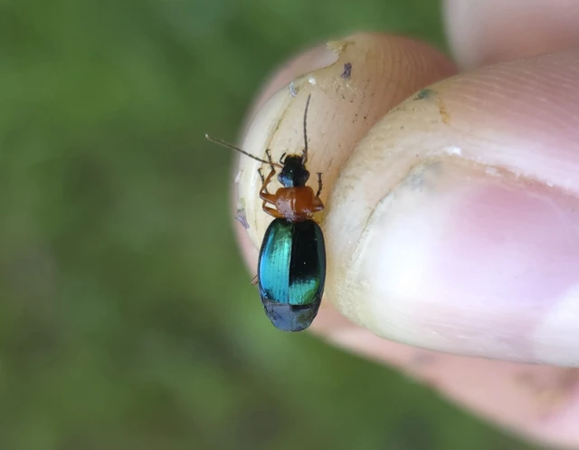 Lebia chlorocephala - díszes cserjefutó