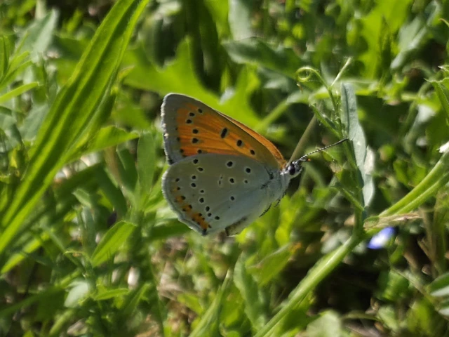 Lycaena dispar rutilus - nagy tűzlepke