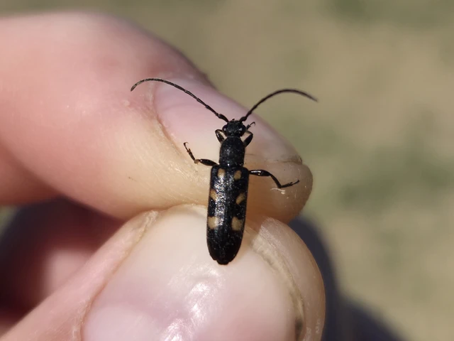 Anoplodera sexguttata - foltos virágcincér