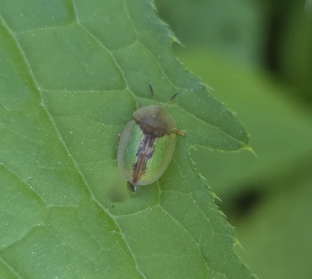 Cassida