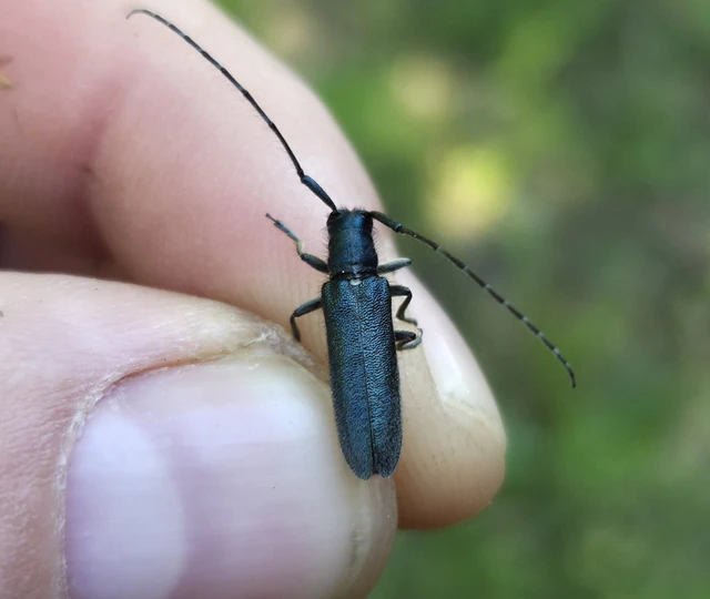 Agapanthia