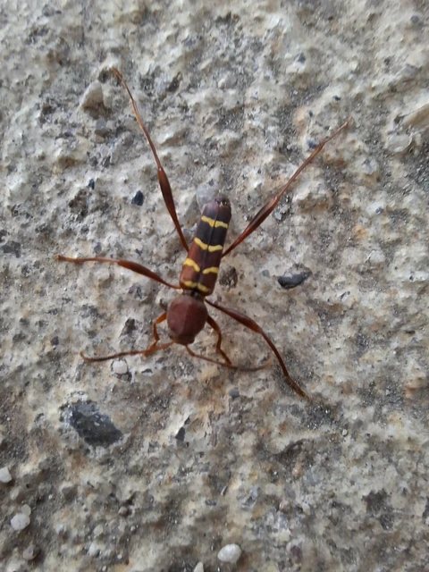 Neoclytus acuminatus - amerikai darázscincér