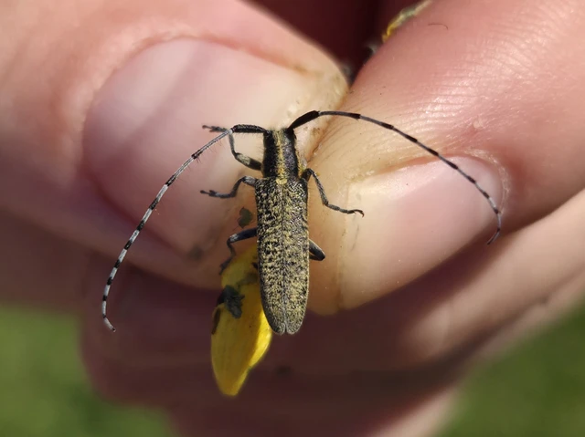 Agapanthia villosoviridescens - fehérgyűrűs bogáncscincér