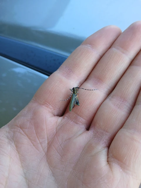 Agapanthia villosoviridescens - fehérgyűrűs bogáncscincér