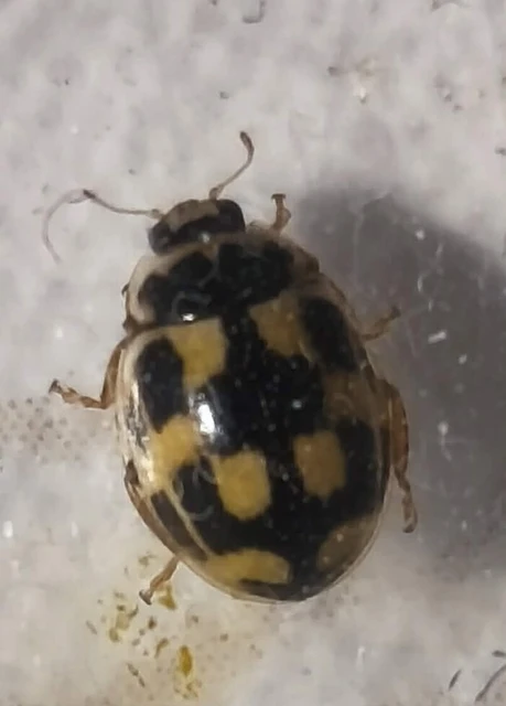 Propylea quatuordecimpunctata - tizennégypettyes füsskata
