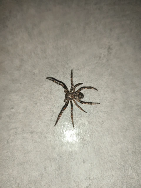 Larinioides