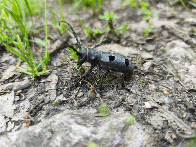 Morimus asper funereus - gyászcincér