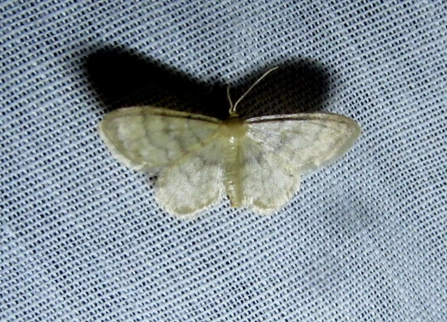 Idaea dilutaria - napvirág-apróaraszoló