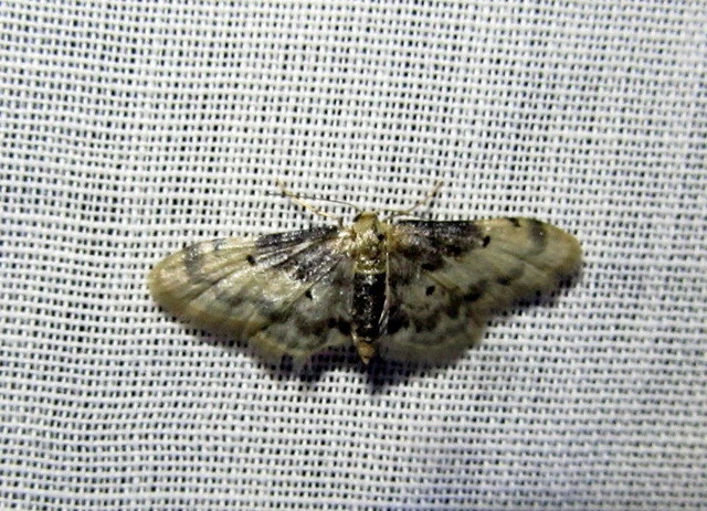 Idaea filicata - sötéttövű apróaraszoló