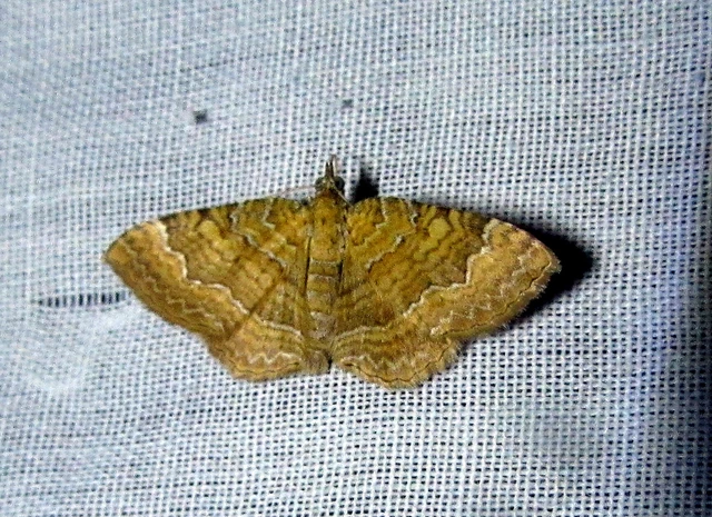 Camptogramma bilineata - kétvonalas sávosaraszoló