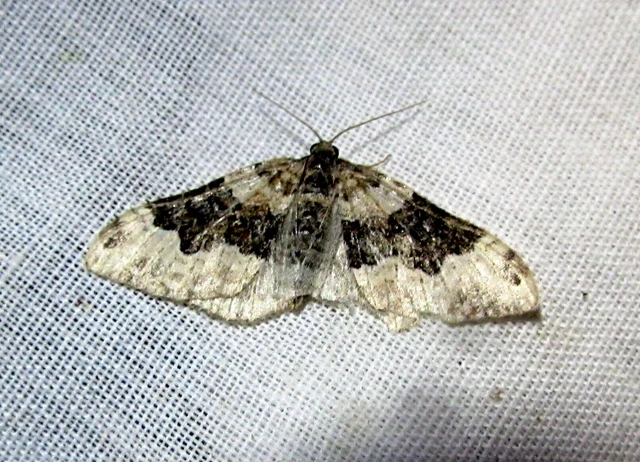 Epirrhoe galiata - sávos galajaraszoló