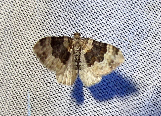 Epirrhoe galiata - sávos galajaraszoló