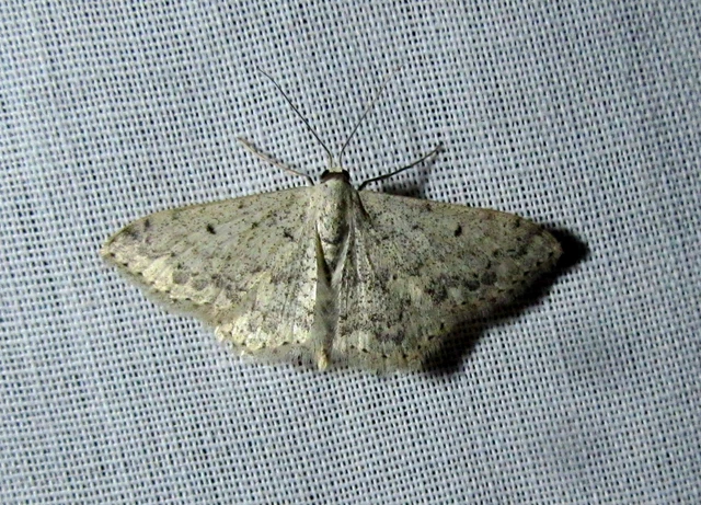 Scopula marginepunctata - pettyes sávosaraszoló