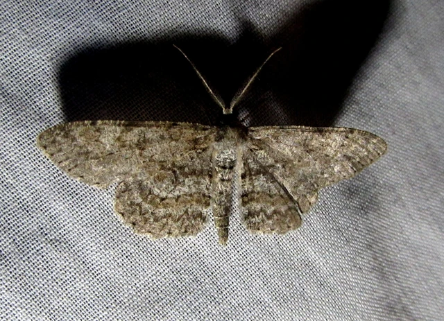 Hypomecis punctinalis - pettyes faaraszoló