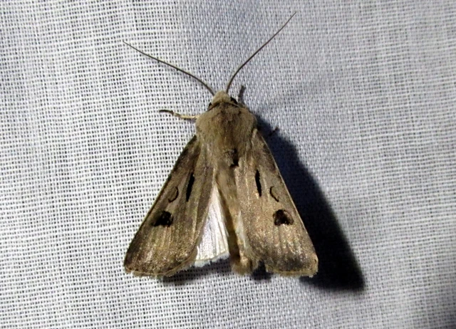 Agrotis exclamationis - felkiáltójeles földibagoly Agrotis exclamationis - felkiáltójeles földibagoly
