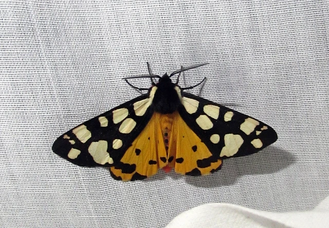 Arctia villica - fekete medvelepke