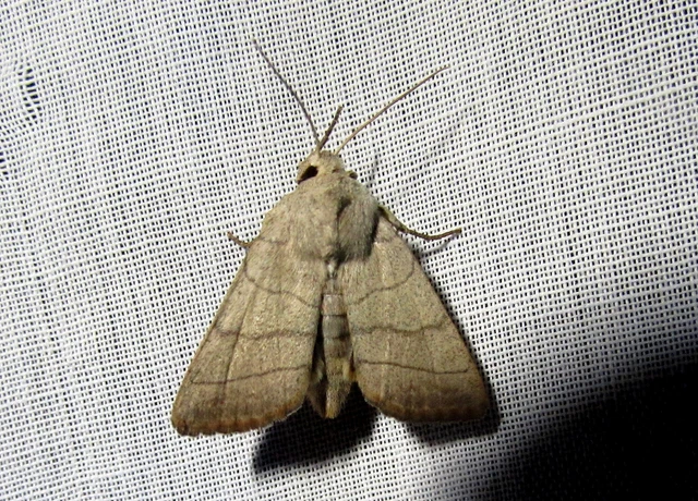 Charanyca trigrammica - háromsávos lombbagoly