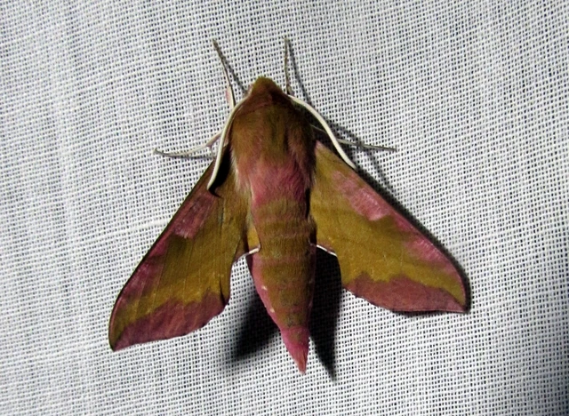 Deilephila porcellus - piros szender