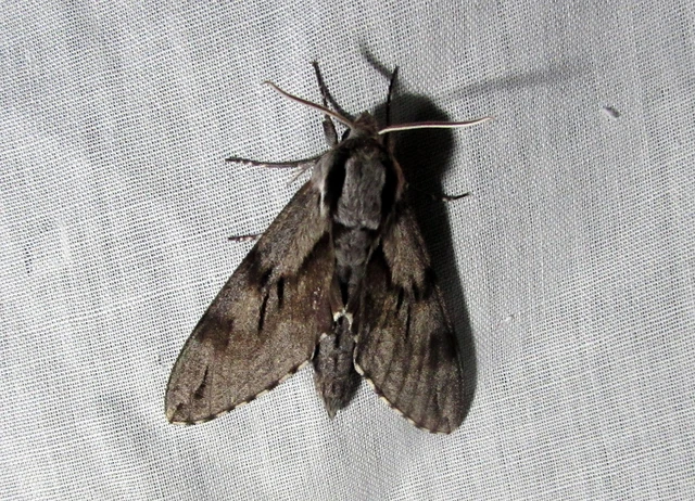Hyloicus pinastri - fenyőszender