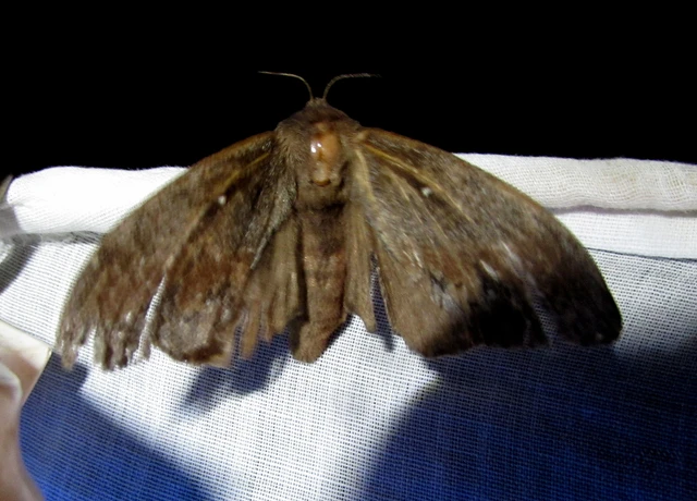 Dendrolimus pini - fenyőpohók