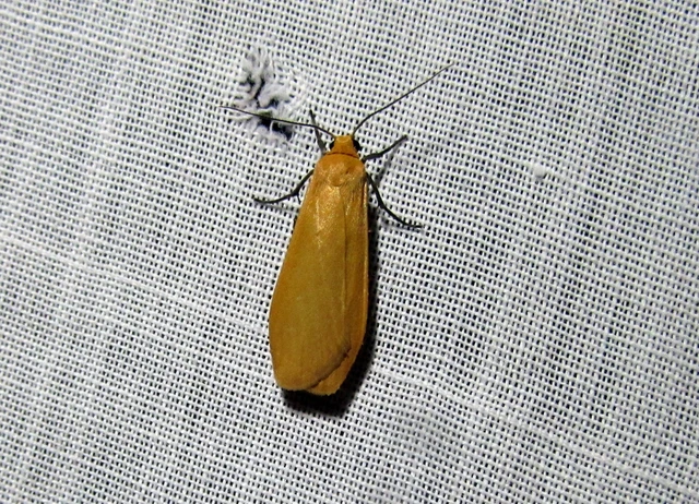 Eilema sororcula - sárga zuzmószövő