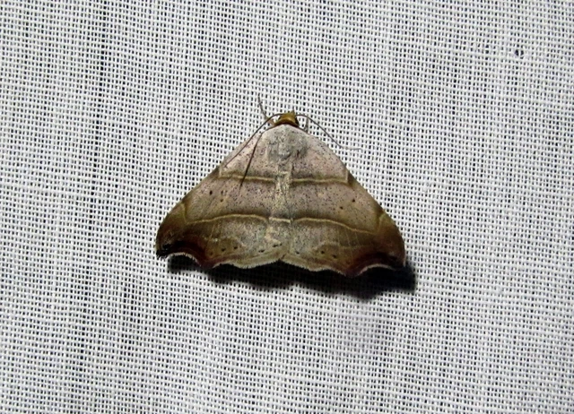 Laspeyria flexula - zuzmóbagoly