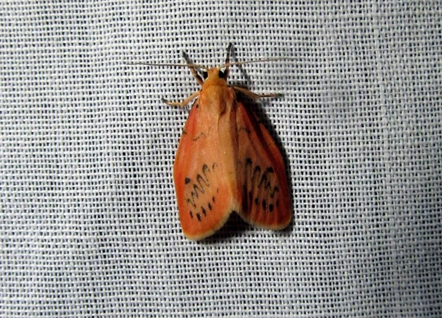 Miltochrista miniata - piros medvelepke