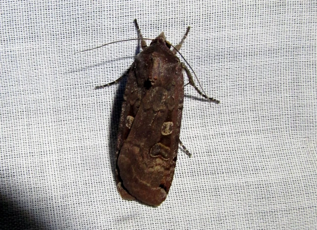 Noctua pronuba - nagy sárgafűbagoly