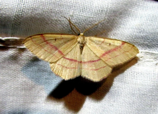Rhodostrophia vibicaria - pirosszélű araszoló