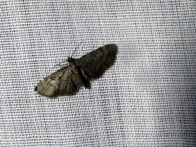 Eupithecia haworthiata - rozsdástestű törpearaszoló
