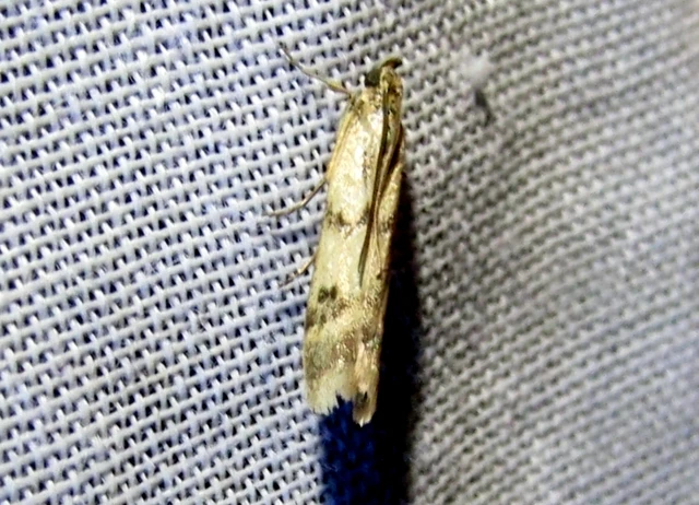 Homoeosoma sinuella - agyagsárga karcsúmoly