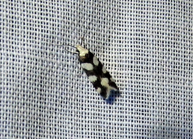 Pseudotelphusa tessella - sóskafamoly