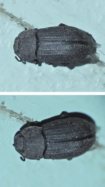 Gonocephalum granulatum pusillum Gonocephalum granulatum pusillum